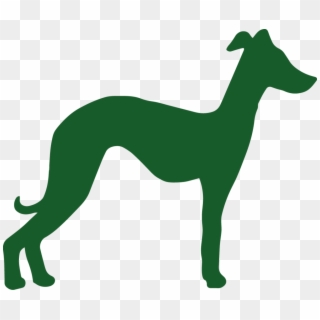 Whippet Green - Companion Dog, HD Png Download