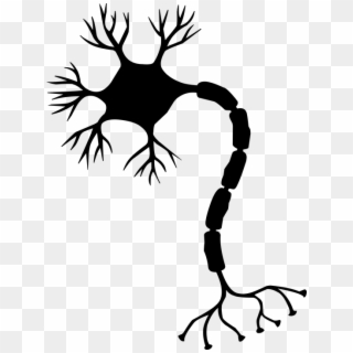 Nerve Cell Neuron Brain Neurons Nervous System - Peripheral Nervous System Clipart, HD Png Download