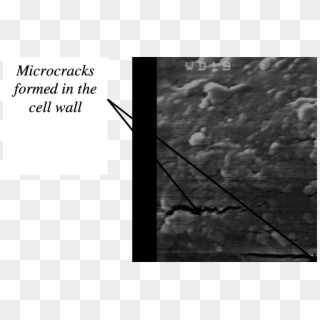 Sem Micrographs Showing Micro-cracks In The Cell Wall - Monochrome, HD Png Download