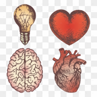 Heart Brain Bulb Sketch Set - Human Heart And Brain Png, Transparent Png