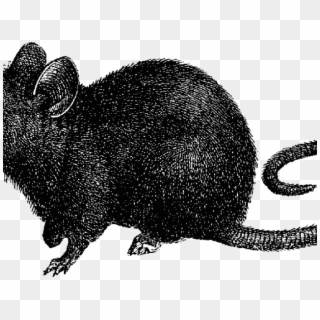Rat Clipart Bubonic Plague - Rat Clip Art, HD Png Download