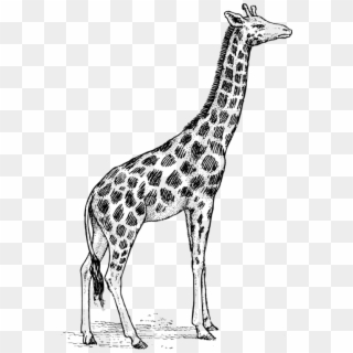 Drawing Line Art Pencil Cartoon - Giraffe Black And White, HD Png Download