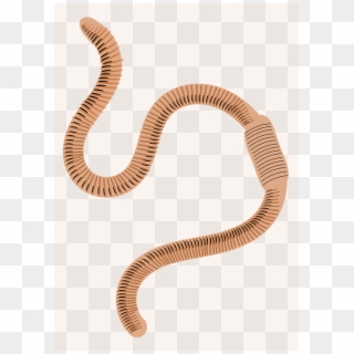 Biodiversity Earthworm Fertilizer Soil Worm - Earth Worm Clipart Png, Transparent Png