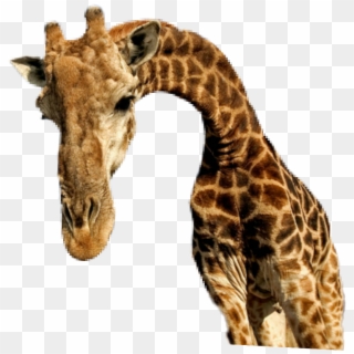 #ftestickers #giraffe #animal #cute #tree #tall #nick - Giraffe, HD Png Download