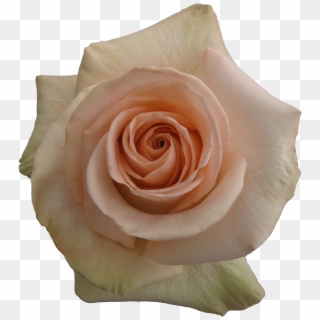 Rose - Garden Roses, HD Png Download