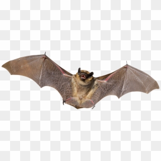 Bat Png, Transparent Png