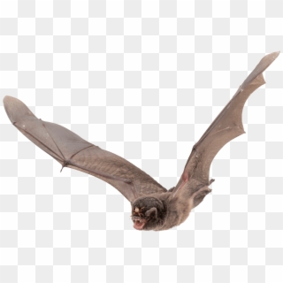 Bat Large Wings - Bat Png, Transparent Png