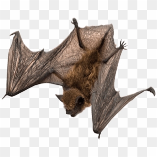 Free Png Download Bat Png Images Background Png Images - Little Brown Bat Transparent, Png Download