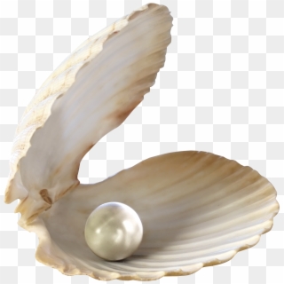Seashell Png - Sea Shell Pearl Png, Transparent Png