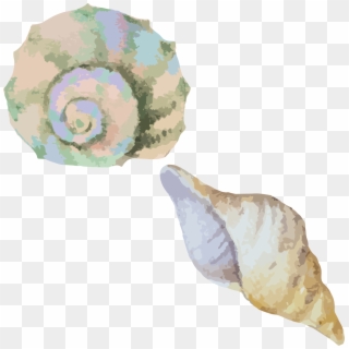 Seashells Png Download Huge Freebie For - Shells Watercolor Png, Transparent Png