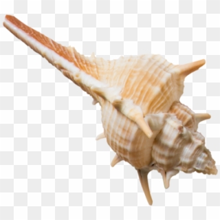 Decorative Seashell - Conch, HD Png Download
