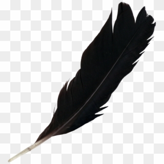Free Download - Black Feather Png Free, Transparent Png