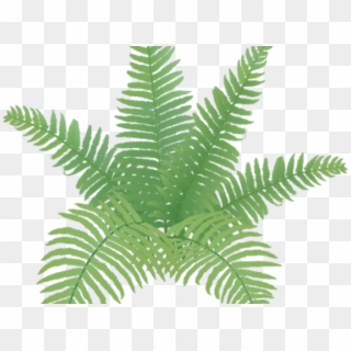 Fern Clipart Simple - Easy Fern Plant Drawing, HD Png Download