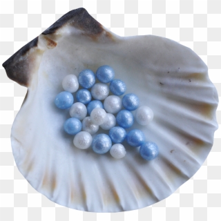 Seashell Png - Blue Seashell Png, Transparent Png