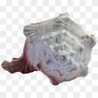 Sea Shell Png Transparent Image, Png Download