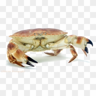 Crab Png Image - Crab Png, Transparent Png