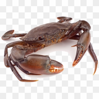 Crab Png Clipart - Mud Crab Png, Transparent Png