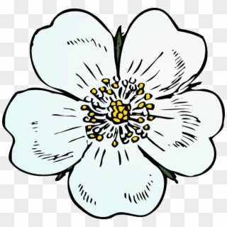 White Rose Png, Transparent Png