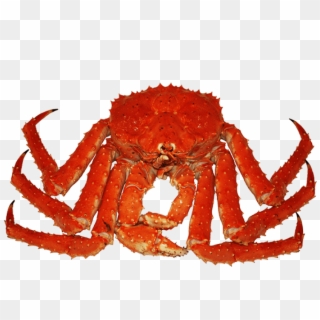 Crab Png Transparent Images - Freshwater Crab, Png Download