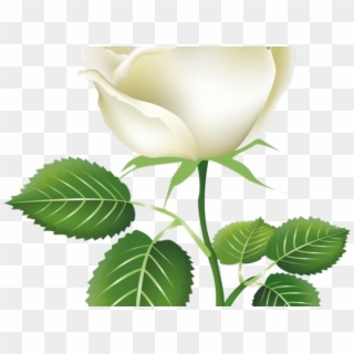 White Rose Png Transparent Images - Whatsapp Good Morning Pics Sunday, Png Download