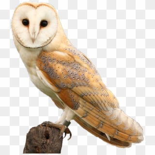 Barn Owl Png 502330 - Barn Owl, Transparent Png