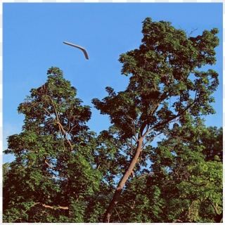 Flying Objects - Rainforest, HD Png Download