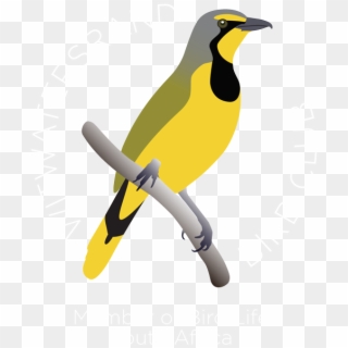 Wits Bird Club Logo Wits Bird Club Retina Logo - Piciformes, HD Png Download