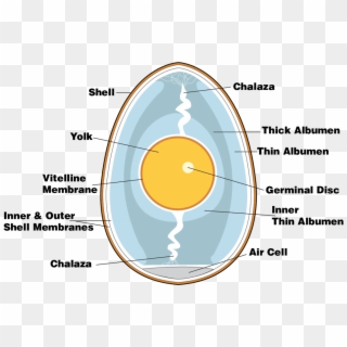 Anatomy Of An Egg - Egg Anatomy, HD Png Download