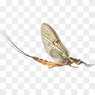 Mayfly Png Clipart - Mayfly, Transparent Png