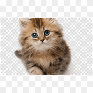 Kitten, Puppy, Cat, Transparent Png Image & Clipart - Kitten Png, Png Download
