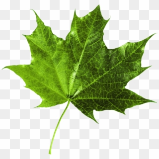 Maple Leaf, HD Png Download