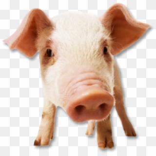 Pig Png Free Download - Cerdo Png, Transparent Png