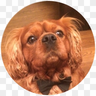 The Icon Wall Stickers Team - King Charles Spaniel, HD Png Download
