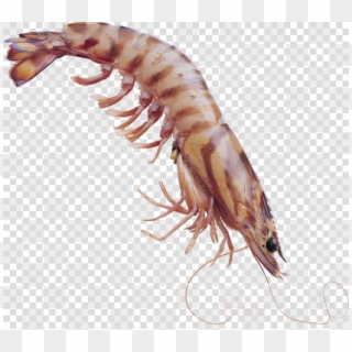 Transparent Krill Clipart Shrimp Clip Art - Animated Pencils Clipart Png, Png Download