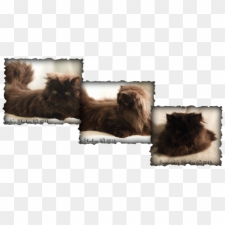 Domestic Long-haired Cat, HD Png Download