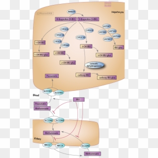 Ibuprofen Pathway, Pharmacokinetics Diagram - Ibuprofen Pharmacokinetics, HD Png Download