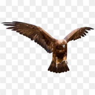 Eagle Talons Capture - Golden Eagle, HD Png Download