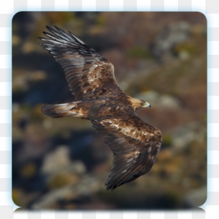 Golden Eagle Flying Golden Eagle, Sea Birds, Exotic - Orel Indomalajský, HD Png Download
