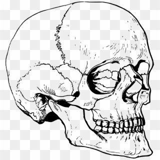 Clipart Skull Big - Drawing, HD Png Download