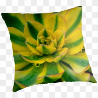 Compton Carousel Cactus Throw Pillows By Twpixel - Echeveria, HD Png Download