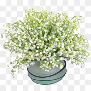 Lily Of The Valley In Vases, HD Png Download