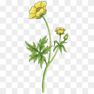 Buttercup Drawing - Buttercup Flower Transparent, HD Png Download