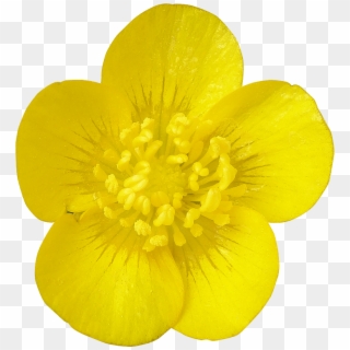 Fleur27 Photogriffo - Buttercup Flower Png, Transparent Png