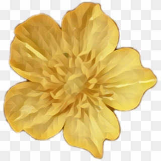 #buttercup #gold #flowers - Dahlia, HD Png Download