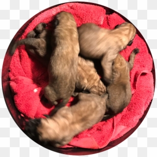 English Mastiff Puppies For Sale - Paw, HD Png Download