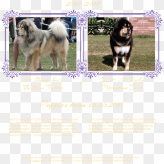 If You Are Interested In A Noble Legacy Tibetan Mastiff - Black Norwegian Elkhound, HD Png Download