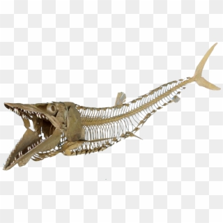 Cimolichthys Nepaholica - Fish Skeleton Transparent Png, Png Download