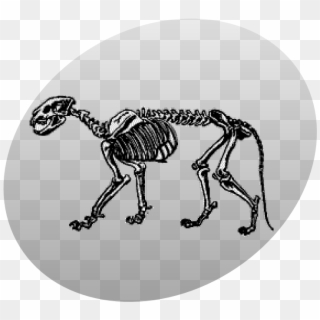 P Leo Skeleton Grey - Skeleton, HD Png Download