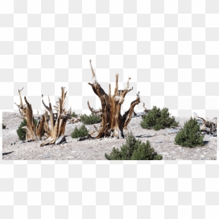 Dead Bristlecone Pines Stand Among Limber Pine Trees - Driftwood, HD Png Download
