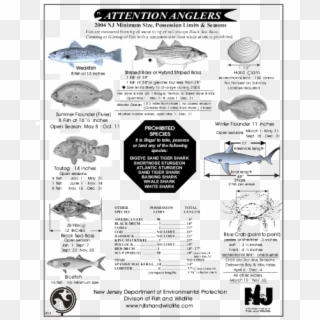 The Federal Striped Bass Management Program As Such - Flounder Fish, HD Png Download